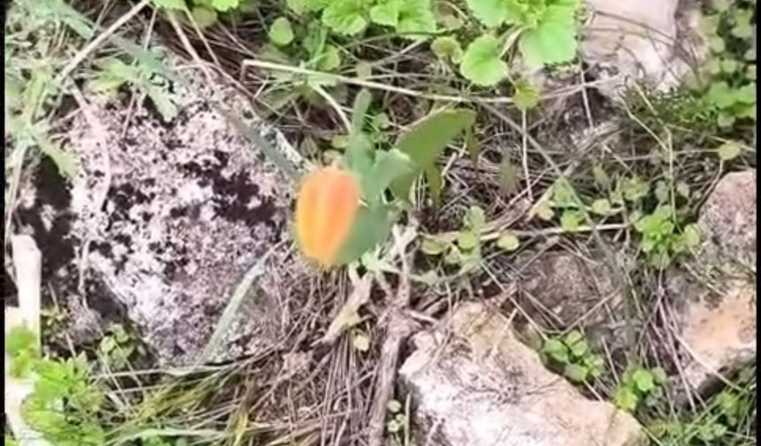 Niğde’de koruma altındaki ters lale görüntülendi!