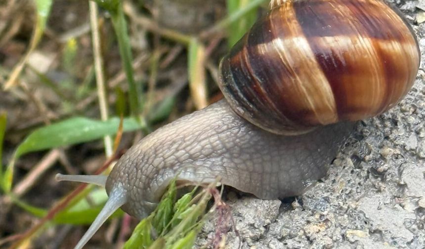 Niğde’de yağışların ardından fişkeneler ortaya çıktı