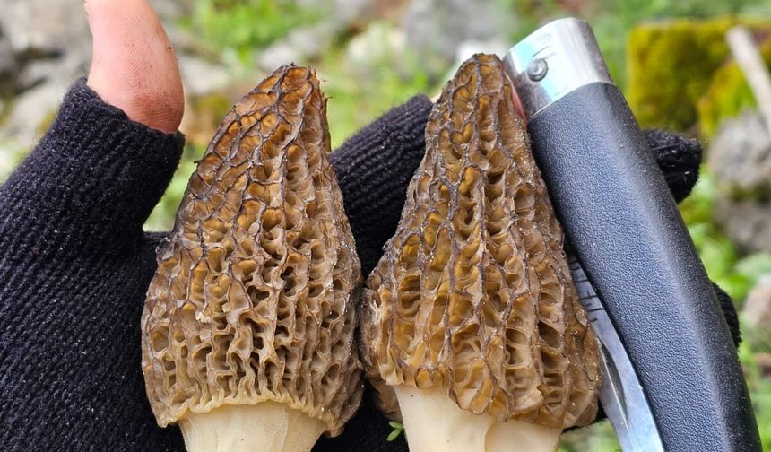 Kuzu göbeği mantarının fiyatı altınla yarışıyor