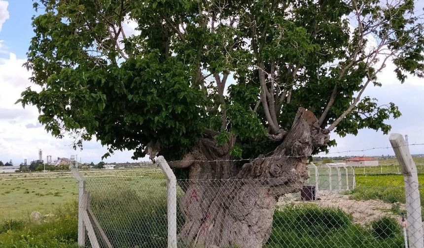 Bor’da asırlık dut ağacı zamana meydan okuyor