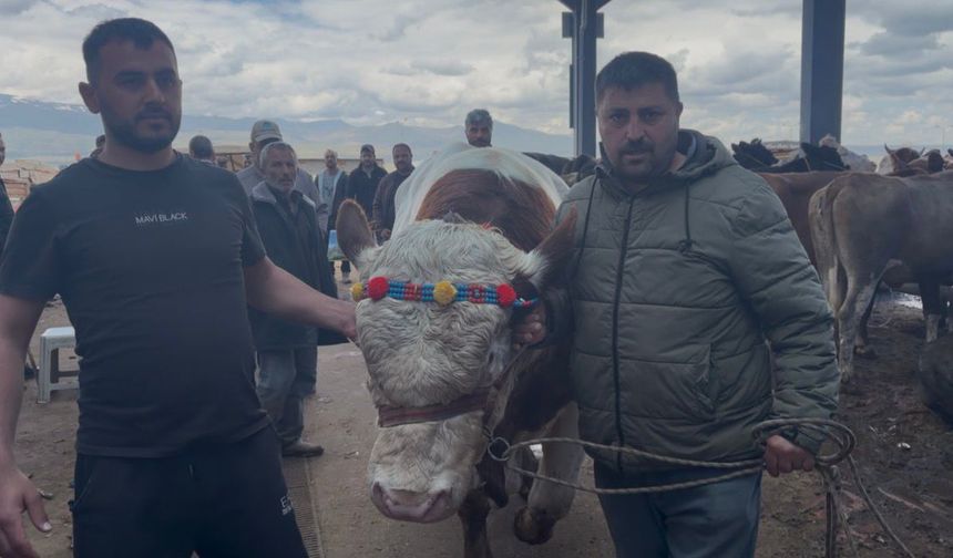 Pazarın şampiyonu 1,5 tonla “Paşa” oldu