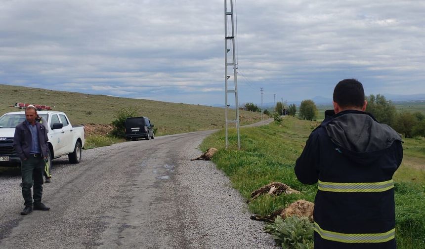 Niğde'de elektrik akımına kapılan koyunlar telef oldu