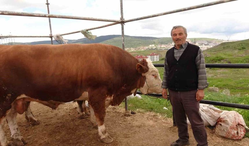 Hayvan pazarında kurbanlıklar alıcısını bekliyor