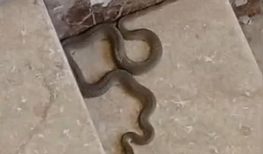 Apartmana giren yılan paniğe neden oldu