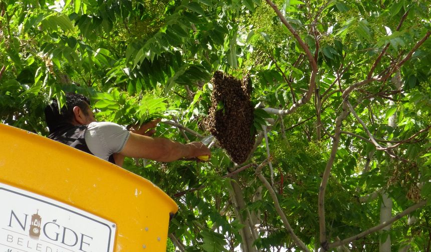 Ağacı saran arılar güvenli şekilde toplandı
