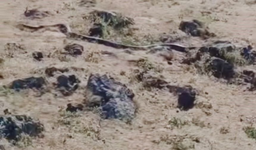 Yaklaşık 3 metre uzunluğunda yılan görüntülendi