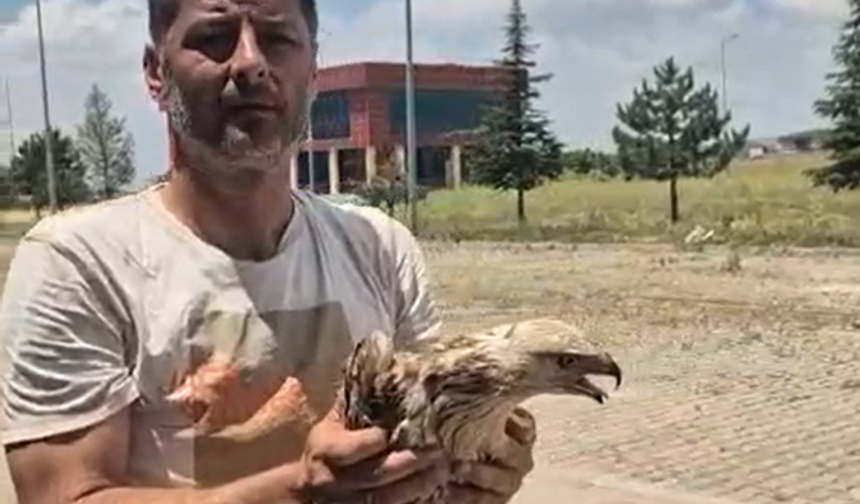 Niğde’de yaralı bulunan kızıl şahin koruma altına alındı