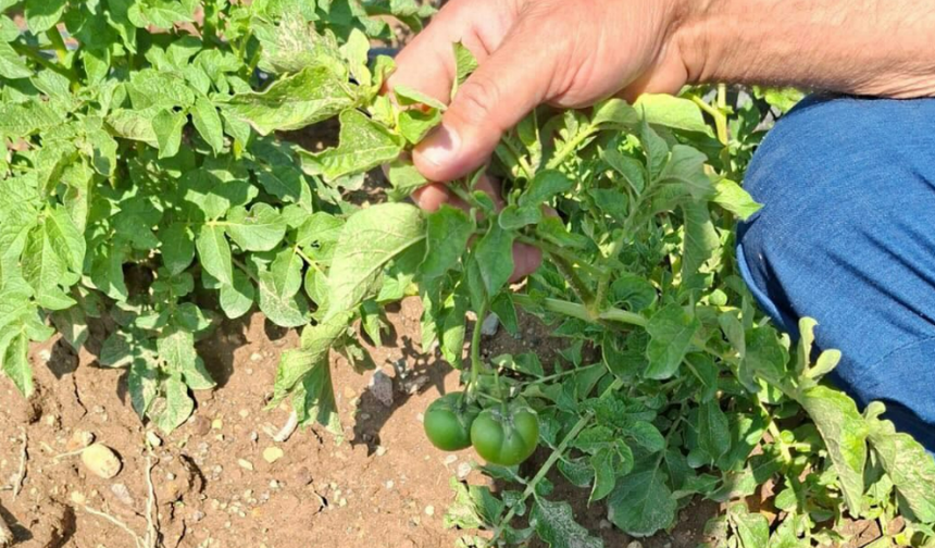 Bor’da patates tarlasında domates şaşkınlığı