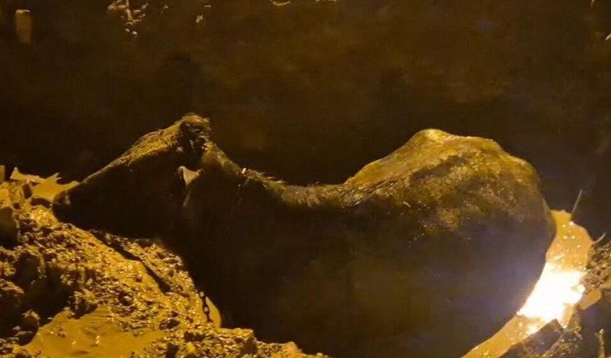 İnek belediyenin kazdığı çukura düştü