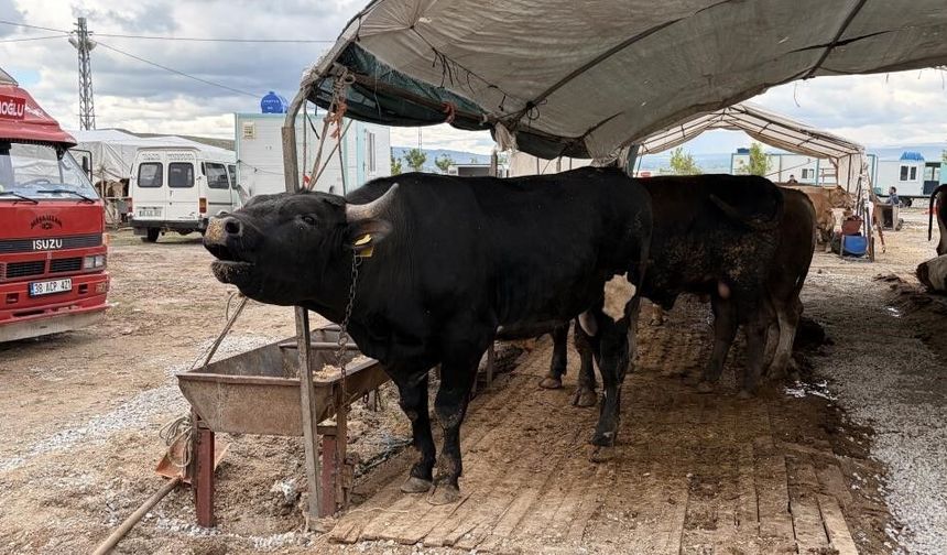 53 bin 284 adet kurban kesildi