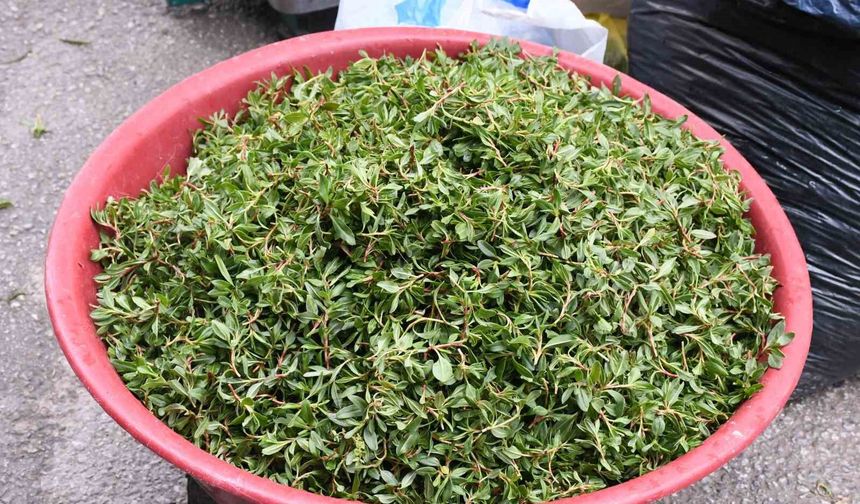 Madımak toplaması zahmetli yemesi lezzetli