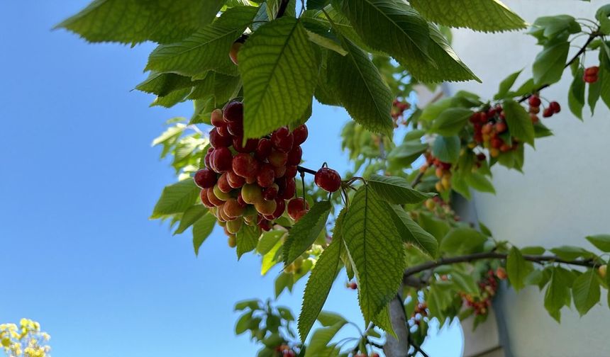 Kiraz hasadı başladı, kalite beklentilerin altında kaldı