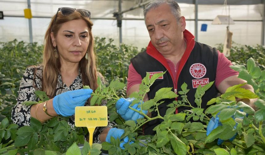 Patates hastalıklarına karşı AR-GE çalışmaları devam ediyor