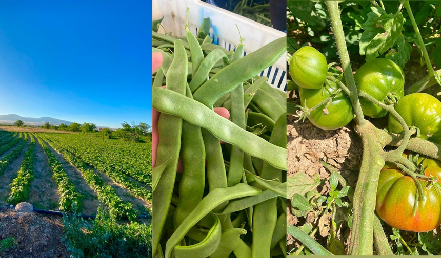 Niğde'de fasulye ve domates hasadı başladı