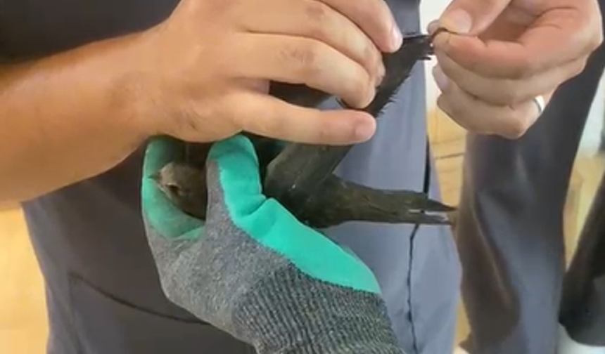 Niğde’de çatıda tellere sıkışan kuşu itfaiye kurtardı