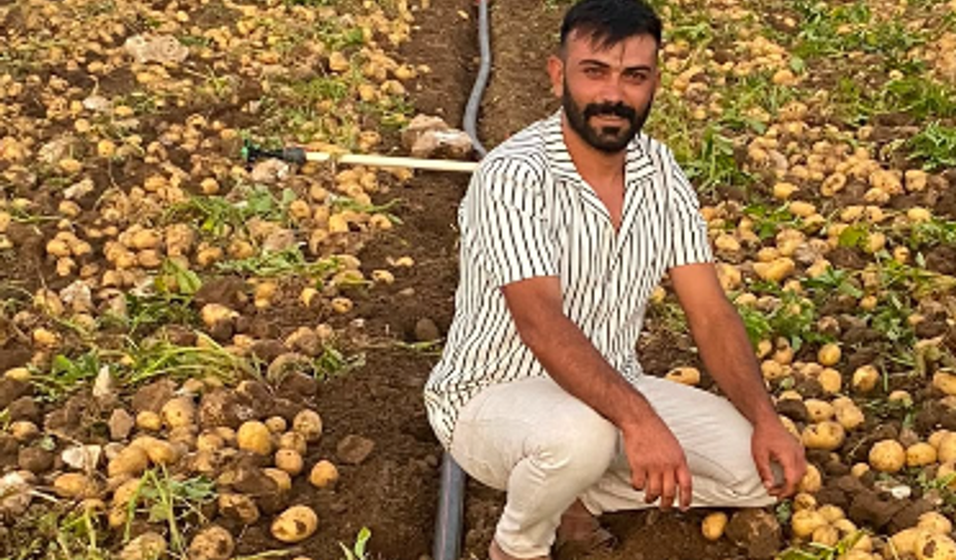 Zorlu sezonun ardından patates hasadı başladı