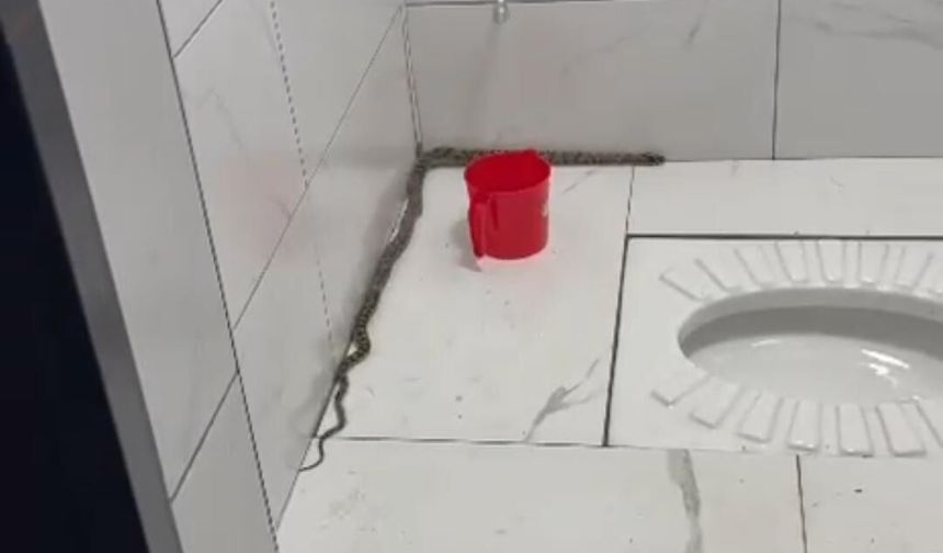 Hançerli'de tuvaletten çıkan yılan korkuttu