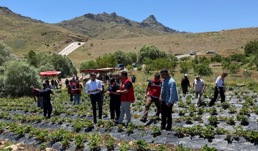 Çamardı'da "Çilek Tarla Günü" etkinliği düzenlendi