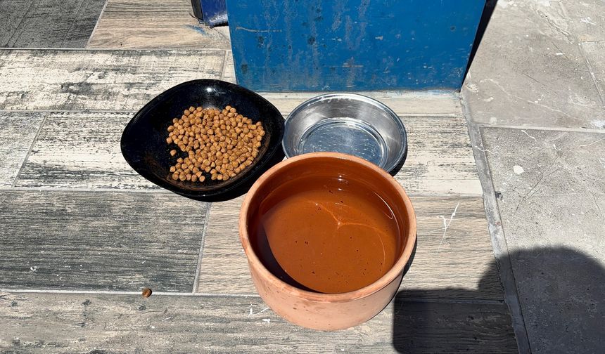 Niğde'de esnaflar patili dostları unutmadı