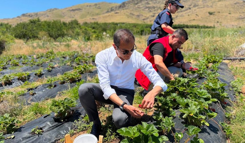 Çamardı’da çilek hasadı başladı