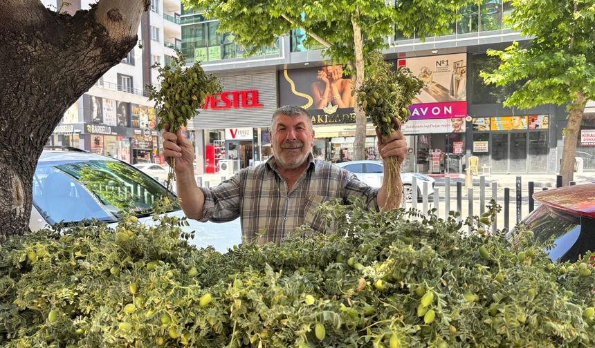 Çocukluğun lezzeti yeşil nohut yeniden tezgâhlarda