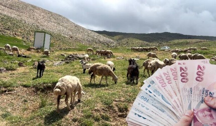 Niğde'de küçükbaş projesi için başvurular başladı