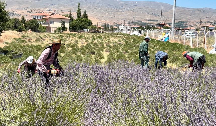 Niğde'de mor tarlalarda hasat heyecanı