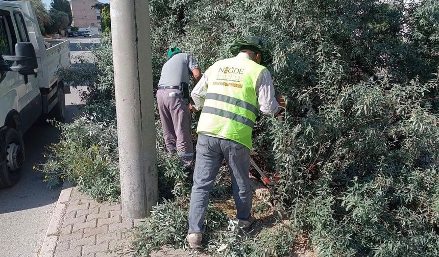 Niğde'de kaldırımları kapatan ağaç dalları budandı
