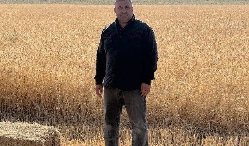 Sazlıca'da buğday hasadı başladı, verim üreticiyi memnun etti