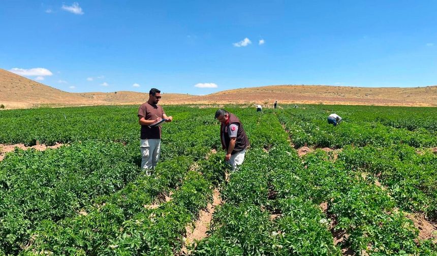 Patates ıslah çalışmalarında saha mesaisi sürüyor