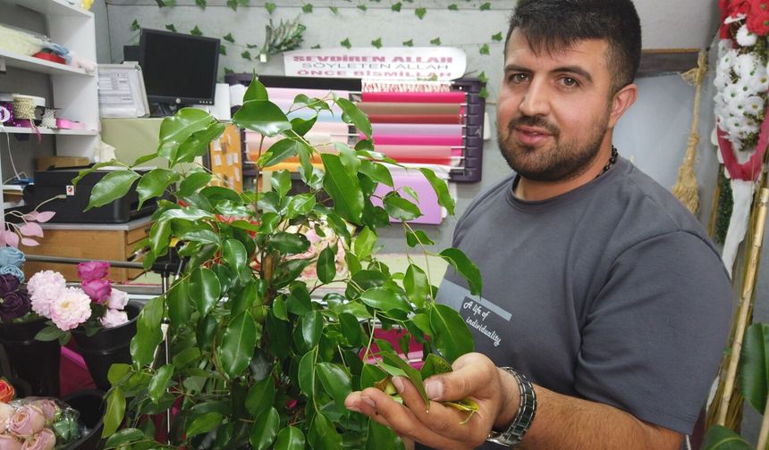Direkt güneş ışığı her çiçeğe iyi gelir mi?