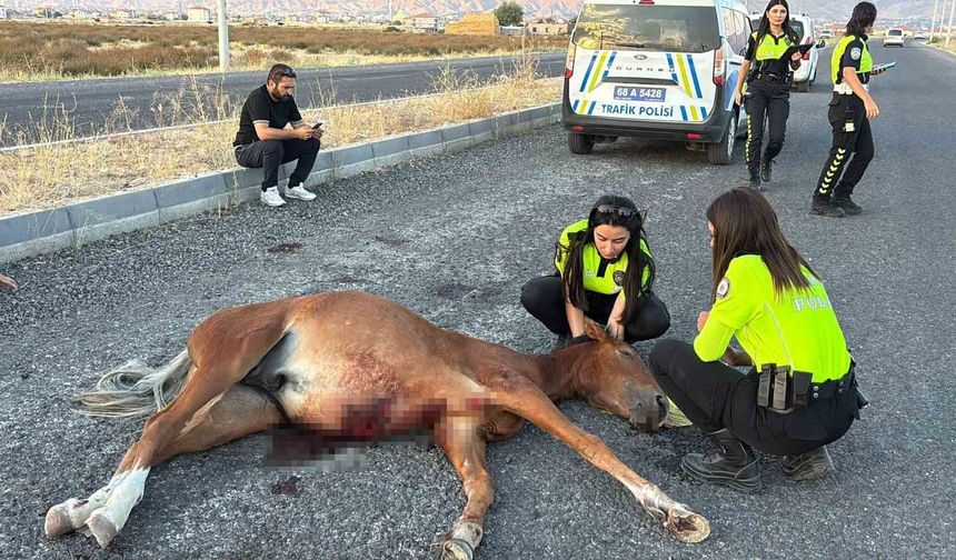 Yaralı ata 4 saatlik eziyet verici kurtarma çalışması