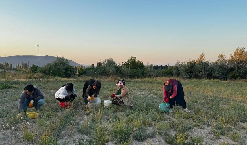 Niğde'de kadınların çörek otu hasadı başladı
