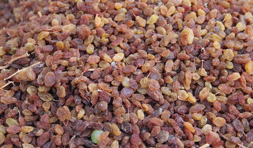 İlk kuru üzüm 4 bin TL'den satıldı, üretici asıl fiyatı bekliyor