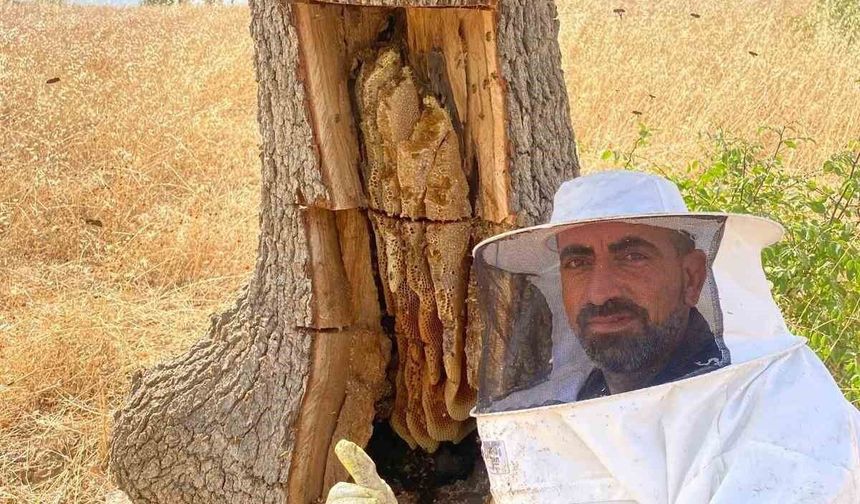 Arıların izini sürüp ağaçların içinden bal çıkardılar