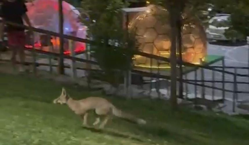 Kayardı Millet Bahçesi'nde şaşırtan misafir