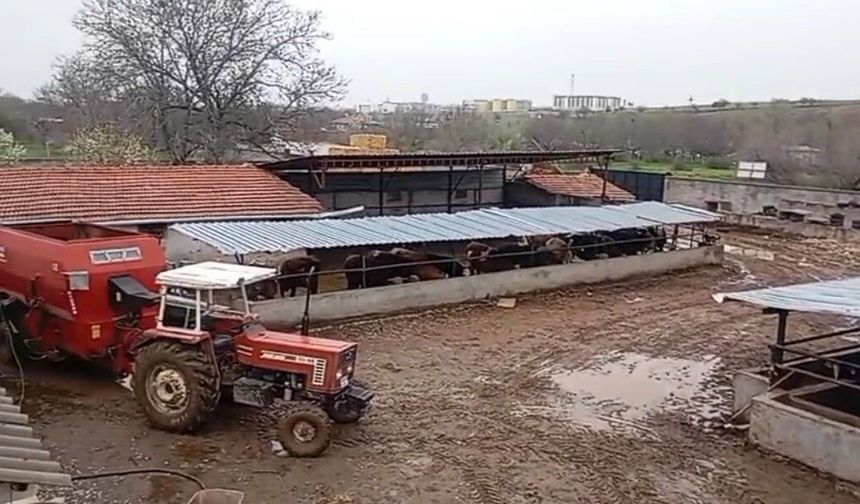 Kayıp hayvanlarını ararken acı gerçekle karşılaştı