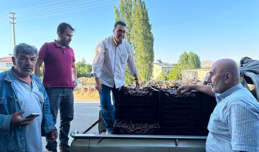 Kılan kirazı Rusya yolunda, üreticinin yüzü gülüyor