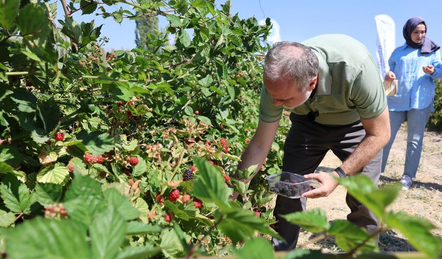 Niğde'de üniversite kampüsünde meyve hasadı başladı