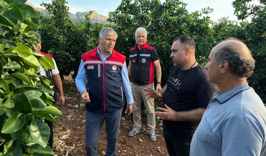 Dolu vuran tarım arazilerinde incelemeler başladı