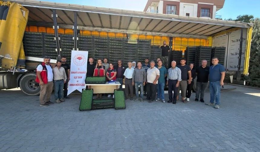 Çiftçilere 300 bin 300 adet marul fidesi dağıtıldı