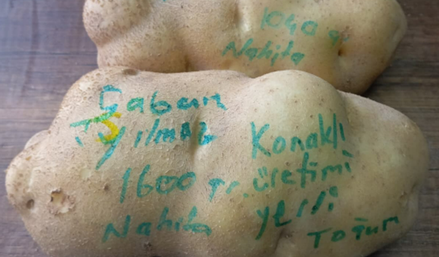 Niğde’de bu patates görenleri şaşırtıyor