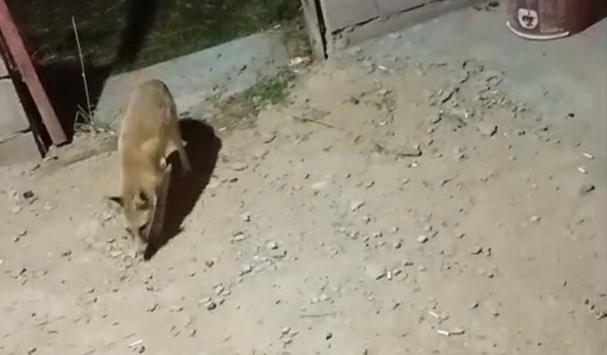 Kızılören’de Aysun’un ekmek mesaisi