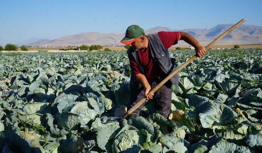 Niğde’de üreticilerin beyaz lahana hasat mesaisi başladı