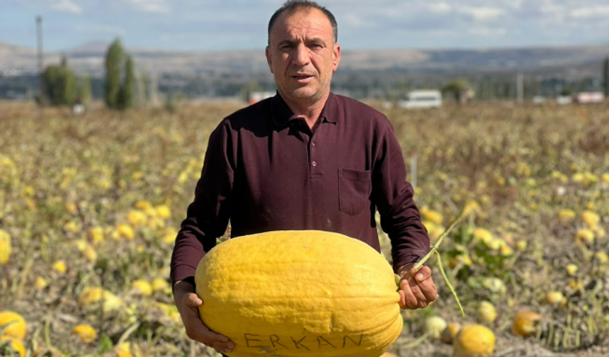 Kiledere’de 37 kiloluk kabak şaşırttı