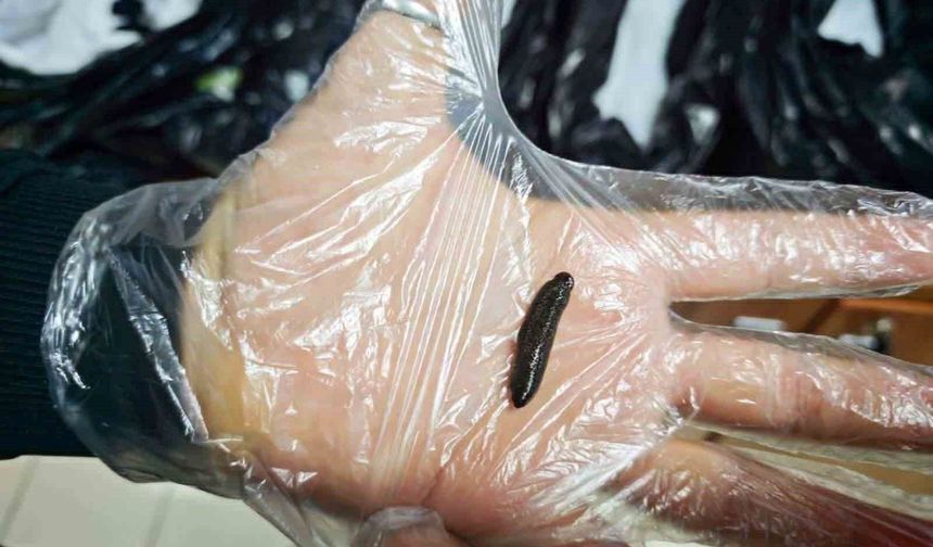 Yasa dışı yollarla ülkeye sokulmak istenen 25 bin adet canlı sülük ele geçirildi