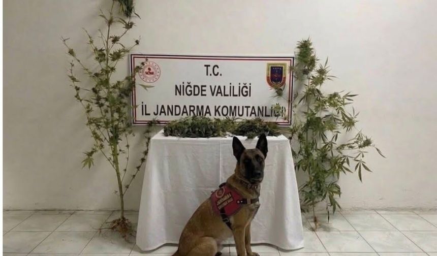 Niğde’de bir evde esrar ve kenevir ele geçirildi