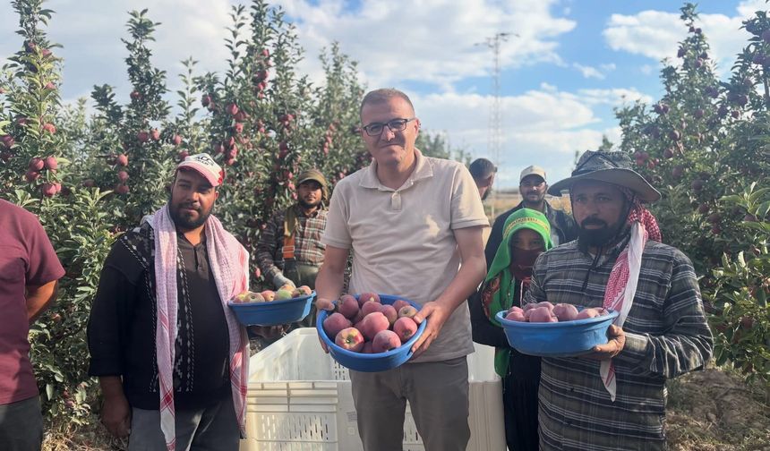 Bor’da elma hasadı devam ediyor