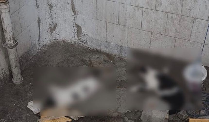 Niğde’de 5 kedi zehirlenmiş halde bulundu