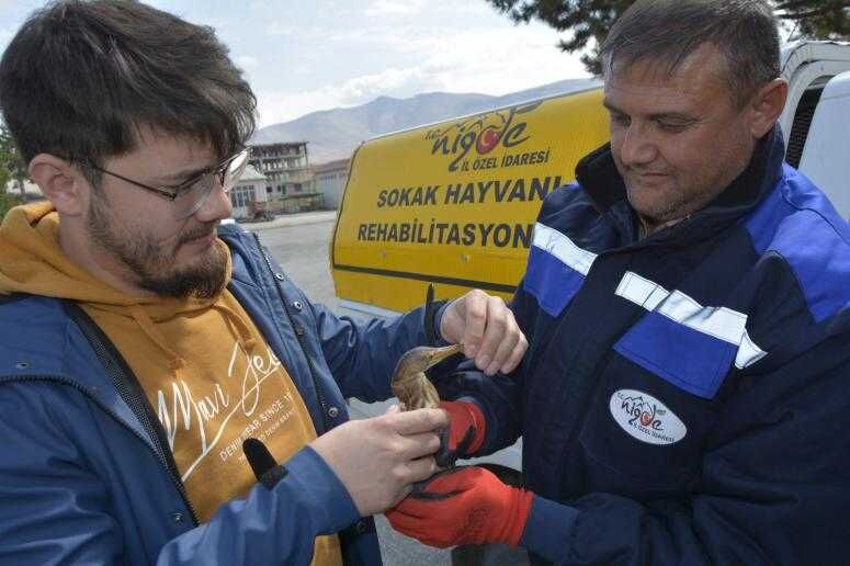 Nesli tükenmekte olan Balaban Kuşu yaralı bulundu